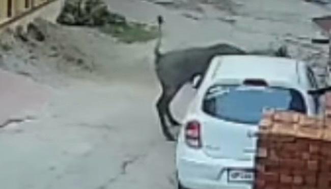 बिजनौर में नील गाय के उत्पात से एक व्यक्ति की मौत